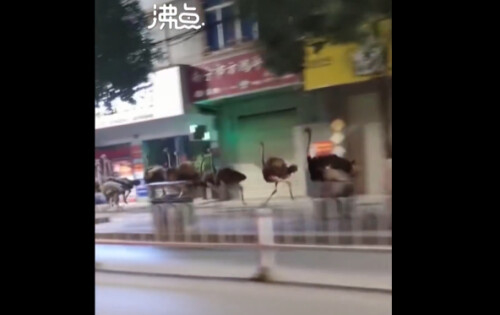 Những con đà điểu trốn khỏi trang trại chạy loạn trên đường phố. (Ảnh chụp màn hình video Weibo)