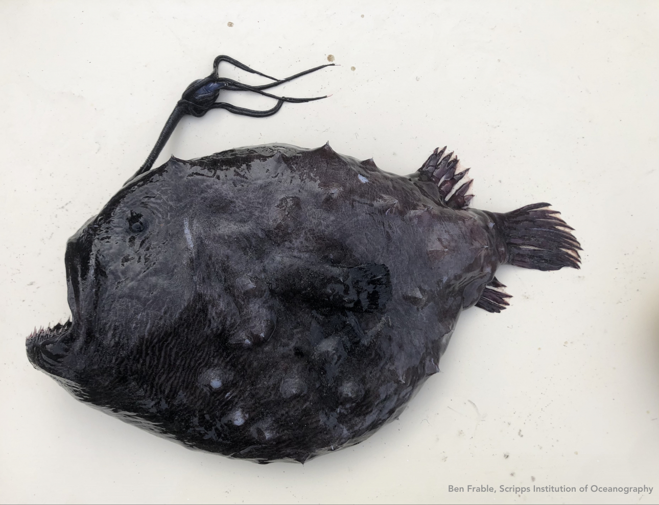 Mặc dù những hàng răng, gai nhọn và thịt đen tuyền trông như quái vật ngoài hành tinh, nhưng theo Tiến sĩ Frable thì đây vẫn là một “con cá xinh đẹp”. (Ảnh: Ben Frable/ Viện Hải dương học Scripps)