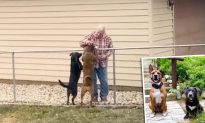 Những chú chó của người cảnh sát kiên nhẫn chờ đợi bên hàng rào mỗi ngày để chào đón người hàng xóm lớn tuổi của chúng