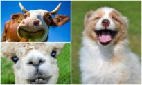 Nghiên cứu phát hiện 65 loài động vật khác nhau cười để thể hiện hạnh phúc