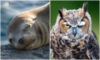 Tại sao một số động vật mở một mắt khi ngủ? Con người có thể làm được điều đó không?
