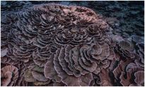 Khám phá rạn san hô nguyên sơ khổng lồ hình bông hồng
