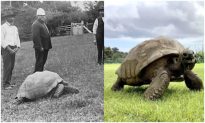 Jonathan - con Rùa 190 tuổi được chụp ảnh năm 1886 và bây giờ