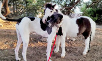 Cùng kích thước, cùng đốm: Ngựa Mini Mỹ và ‘cô’ chó Great Dane trở thành đôi bạn thân nhất tại trang trại