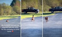 VIDEO: ‘Cô’ chó trung thành được giải cứu từ khu mỏ, mỗi ngày nằm trên đường chờ chủ đi làm về