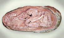 Các nhà nghiên cứu tìm thấy hóa thạch trứng của ‘phôi khủng long con’ hoàn chỉnh nhất thế giới