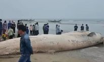 Xác cá voi gần 10 tấn trôi dạt vào bờ biển Thanh Hoá