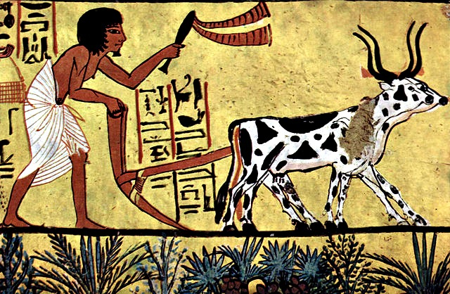 Hình ảnh cái cày nông nghiệp trời Ai Cập cổ đại. 