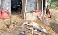 Hơn 1.000 con gia súc ở vùng núi Bắc Bộ bị chết do giá rét kéo dài