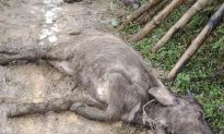 Mưa rét kéo dài: Hơn 1.800 con gia súc bị chết