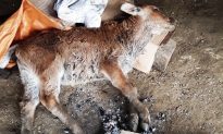 Hơn 3.500 con gia súc bị chết do rét đậm, rét hại