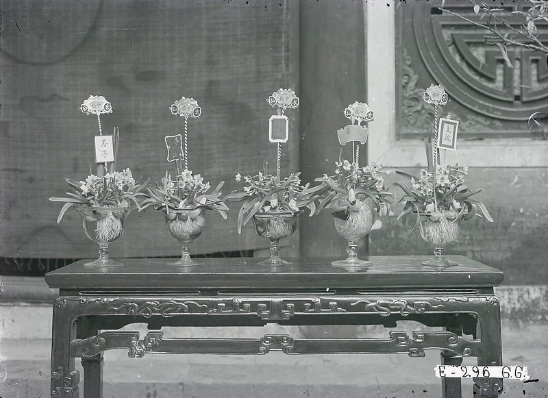 chơi hoa thuỷ tiên ngày tết ở hà nội 1929