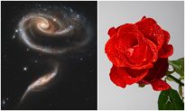 Lễ tình nhân giữa các vì sao: “Bông hồng không gian” được chụp bởi Hubble