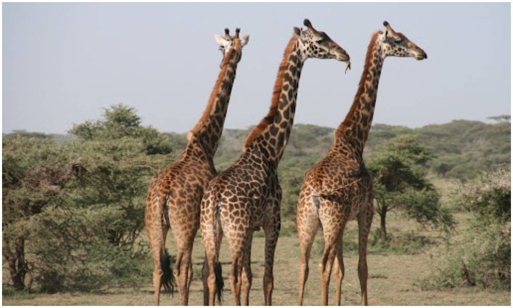 8 loài động vật trên cạn cao nhất thế giới