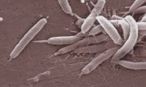 Xử lý thế nào khi phát hiện dương tính với khuẩn Helicobacter pylori?