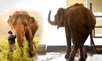 Hành trình giải cứu 'con voi gầy nhất Ấn Độ'