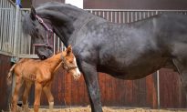Video: Ngựa mẹ đau lòng sinh con ‘chết lưu’ và giây phút hạnh phúc khi gặp ngựa con mồ côi