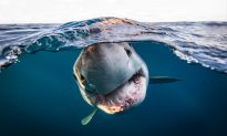 Người đoạt giải Nhiếp ảnh gia dưới nước của năm 2022 đã được công bố