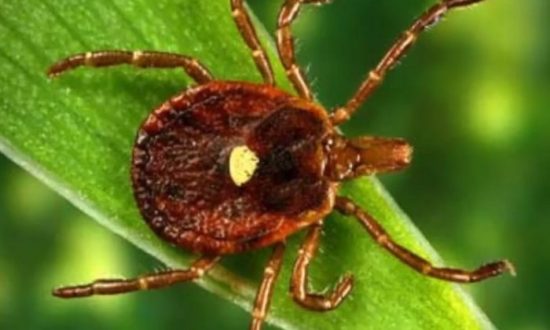 Loài bọ ve chứa virus Heartland được phát hiện ở bang Georgia, Hoa Kỳ