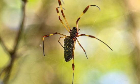 Xuất hiện loài nhện khổng lồ Châu Á ở khắp Bờ Đông Hoa Kỳ, nghiên cứu