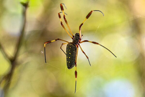 Xuất hiện loài nhện khổng lồ Châu Á ở khắp Bờ Đông Hoa Kỳ, nghiên cứu