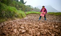 Trung Quốc đối phó với khủng hoảng lương thực bằng cách: Chặt cây để trồng ngũ cốc