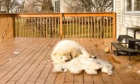 Video: Chú chó Alaska ‘đau buồn’ khi mùa đông kết thúc, kiên quyết không rời mảnh tuyết cuối cùng