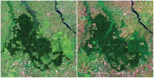 Rừng Mabira, Uganda từ tháng 11/2001 - 1/2006. 