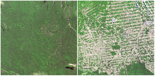 Những khu rừng ở Rondonia, Brazil tháng 6 năm 1975 - tháng 8 năm 2009. 