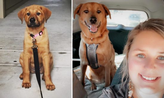 Gia đình ở Texas tìm lại được cô chó mất tích 3 năm trước ở cách nhà 2.000 km