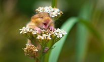 Nhiếp ảnh gia chụp được khoảnh khắc chú chuột sóc nhỏ 'đang cười' trên đóa hoa