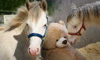 Hành trình lột xác đáng kinh ngạc của chú ngựa 5 tháng tuổi bị bỏ bê nghiêm trọng