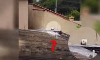 Video: Phát hiện ‘đầu của một chú chó Labrador’ trên mái nhà và sự thật đằng sau!