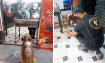 Chủ nhà hàng tốt bụng cho chó hoang ‘ăn cơm miễn phí’ 6 năm liền