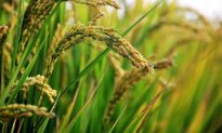 Kinh ngạc: Hạt lúa 1000 năm vẫn có thể nảy mầm