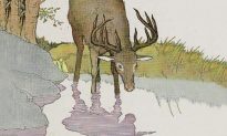 Ngụ ngôn Aesop: Con hươu và hình phản chiếu dưới nước của nó