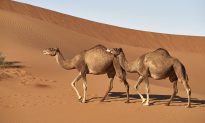 Hóa ra đây là 'bí quyết' giúp Lạc đà có thể sống và đi lại trên sa mạc nóng bỏng?