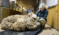 Video: Chú cừu sắp chết được giải cứu khỏi bộ lông nặng gần 40 kg