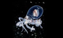 Ảnh chụp những con bạch tuộc trong suốt kỳ lạ trong vùng nước tối 