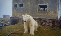 Gia đình Gấu Bắc Cực trong những ngôi nhà cũ bị bỏ hoang ở Nga