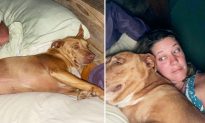 Khoảnh khắc vui nhộn: Cặp đôi thức dậy và phát hiện một chú chó lạ mặt ở trên giường