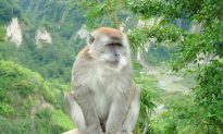 Bệnh đậu mùa khỉ là gì và có mức độ nghiêm trọng như thế nào?
