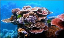 Rạn san hô lớn nhất thế giới đang bị tẩy trắng nghiêm trọng