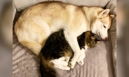 Cô chó Siberian Husky cứu giúp mèo con đang bên bờ vực cái chết - giờ đây cả hai trở nên không thể tách rời