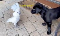 Video: Con vẹt thích con chó con của chủ nhân, nói 'Tôi yêu bạn' mỗi khi có cơ hội