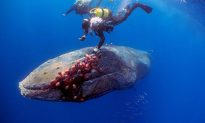 Cá voi lưng gù dài 12 mét mắc kẹt trong lưới đánh cá được các thợ lặn dũng cảm giải cứu