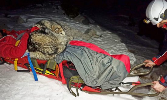 Chú chó trung thành giúp người chủ bị thương thoát chết trên đỉnh núi tuyết