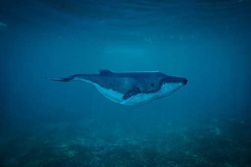 Các nhà hải dương học sau đó dự đoán nó là một con cá voi dài khoảng 30 m, nặng khoảng 180 tấn. 