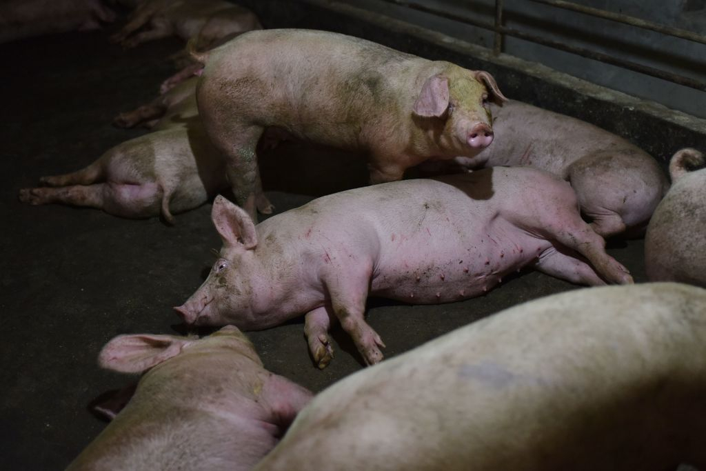 Trang trại Trung Quốc thiếu thức ăn chăn nuôi, lợn ăn thịt đồng loại