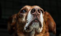 Nghiên cứu cho thấy chó có thể 'nhìn' bằng mũi